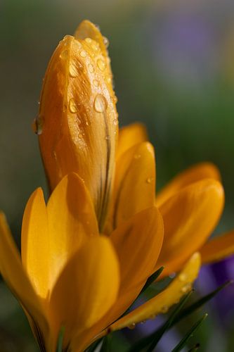 Yellow flowering crocus in spring
