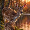 Reh Familie am See im goldenen Sonnenuntergang von Max Steinwald