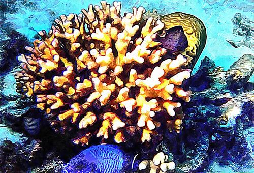 Groupe de poissons et de coraux 2
