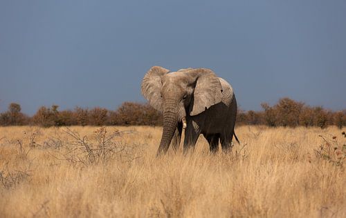 Éléphant dans le parc national d'Etosha, Afrique sur Anouk Kooiman