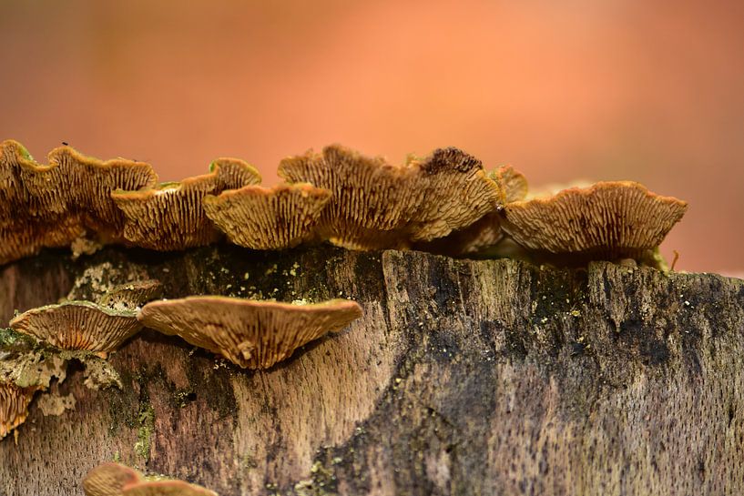 Simplicité par Frank Ubachs fotografie