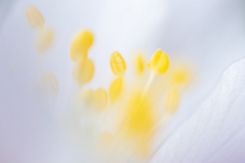 Anémone des bois par Christien van der Veen Fotografie