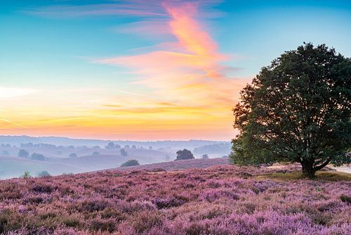 Sunrise over blossoming Heather fields in the hills by Sjoerd van der Wal Photography