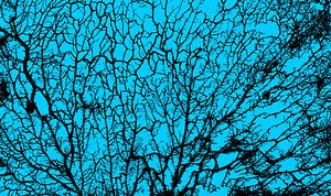 Die Seele des Waldes