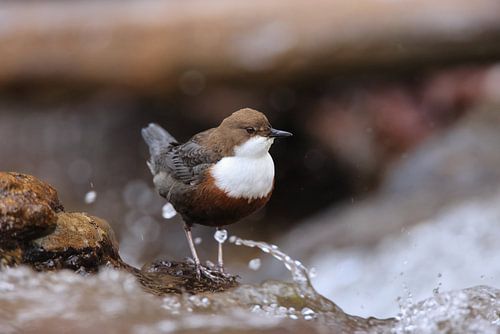 Waterspreeuw of Oost-Europese Waterspreeuw (Cinclus cinclus) Duitsland