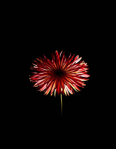 „Ember Allium VI“