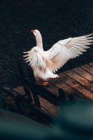 Zwaan