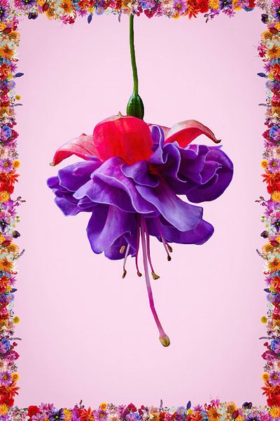 Amoureux du fuchsia par Klaartje Majoor