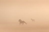 Konikpaarden in de mist op een mooie mistige lente ochtend in het nationaal park Lauwersmeer van Bas Meelker thumbnail