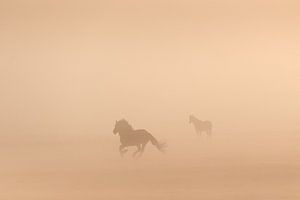 Konik-Pferde im Nebel an einem schönen nebligen Frühlingsmorgen im Nationalpark Lauwersmeer