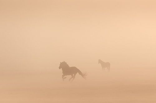 Konikpaarden in de mist op een mooie mistige lente ochtend in het nationaal park Lauwersmeer
