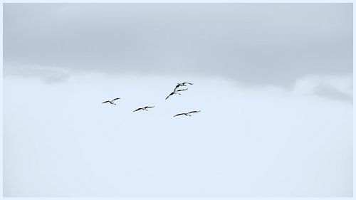 Grues en vol