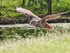 hibou grand-duc d'Europe sur Loek Lobel