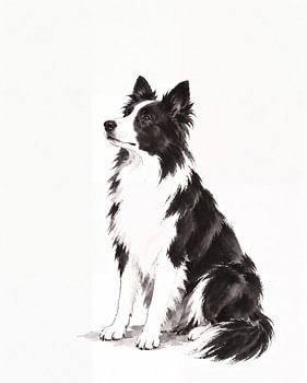 Ein Border Collie, der ruhig und aufmerksam dasitzt
