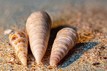 Drei Muscheln auf dem Sand von Irene Ruysch