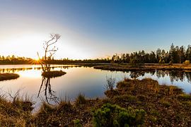 Lever de soleil sur le Wildsee dans la tourbière du Wildsee - Forêt-Noire sur Werner Dieterich