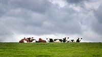 Koeien relaxen in het groene gras onder een bewolkte lucht van Michel Seelen thumbnail