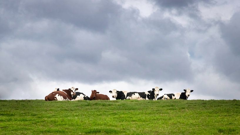 Koeien relaxen in het groene gras onder een bewolkte lucht par Michel Seelen