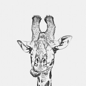 Giraffe von Felix Brönnimann