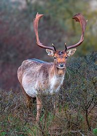 Red deer in the dunes of Zandvoort by Peter Bartelings
