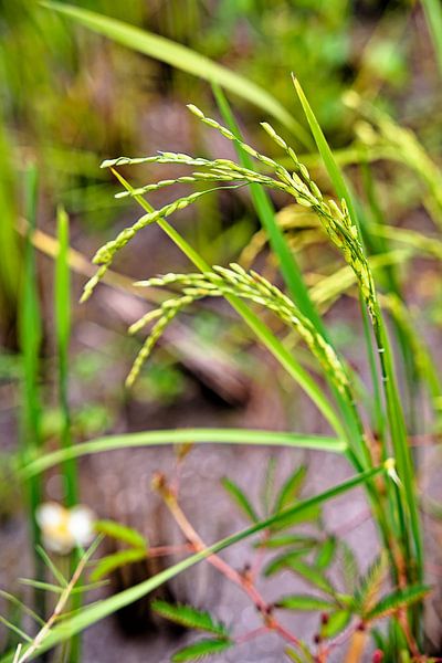 L’épi de riz en développement, symbole de fertilité et de vie par Frank Photos