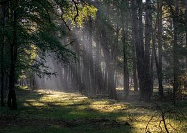 Path to the light by Saskia Pasman