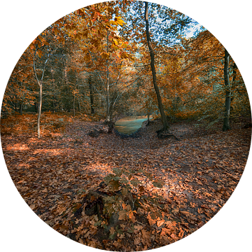 Herfst in het bos van Egon Zitter