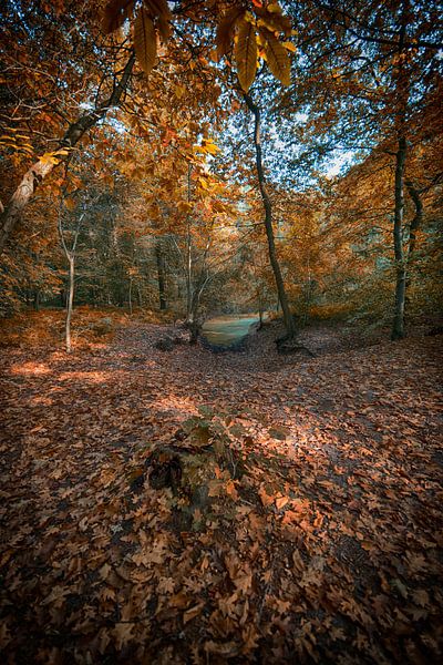 Herfst in het bos van Egon Zitter