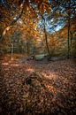Herfst in het bos van Egon Zitter thumbnail