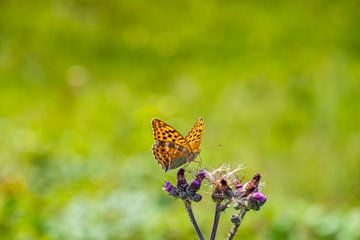 Papillon empereur sur fleur de chardon sur WSPictures