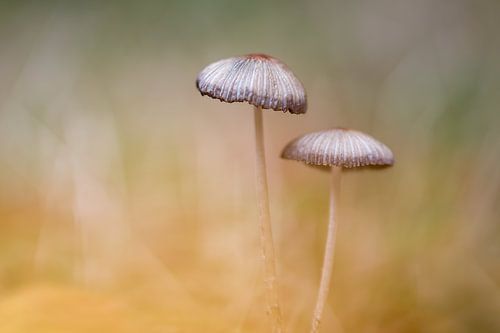 Deux jupes plissées