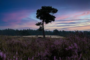 The heather in bloom, Loonse Drunense dunes by Nynke Altenburg