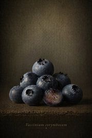 Blueberry — still life in classical light by Bert Quaedvlieg