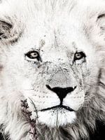 Young african lion