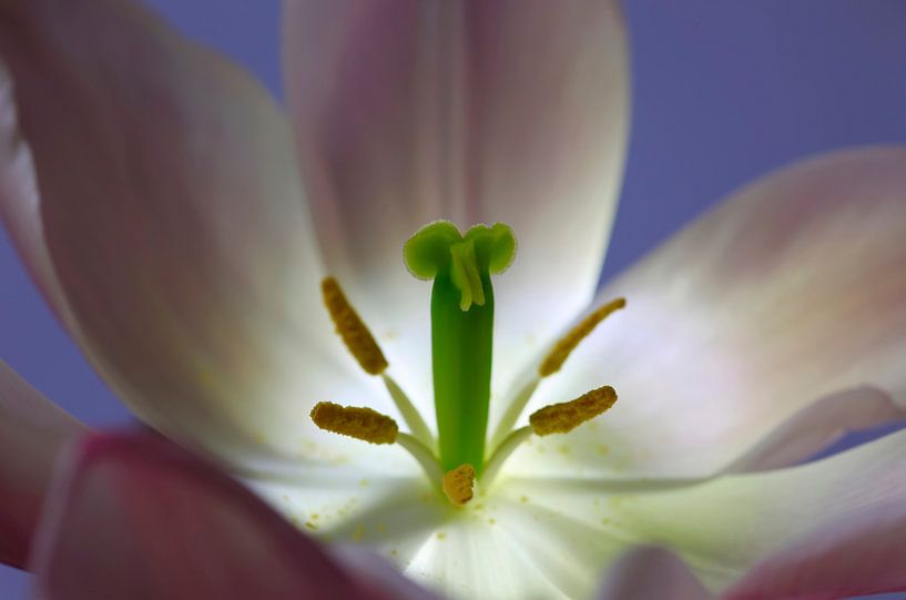 Tulip by Thomas Jäger