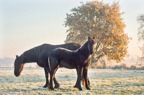 Friesian Horse in a winter landscape with snow and frost along the Mienskwerwei near Eastermar
