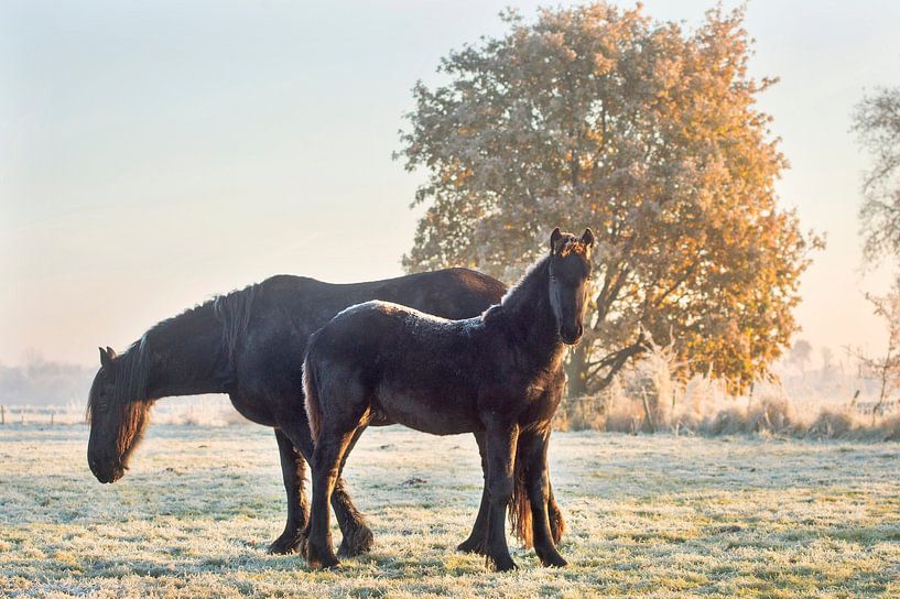 Cheval frison dans un paysage d'hiver avec de la neige et du givre le long du Mienskwerwei près d'Ea par Marcel van Kammen