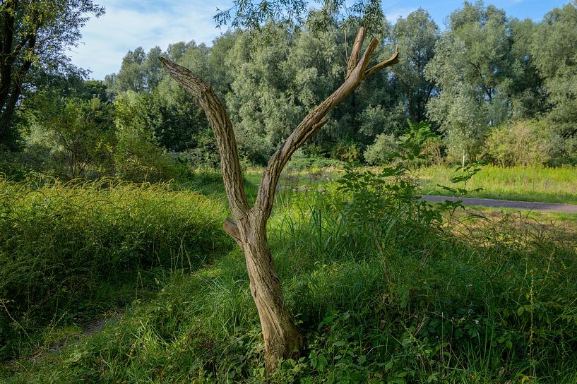 Das V der Freiheit von Peter Bartelings