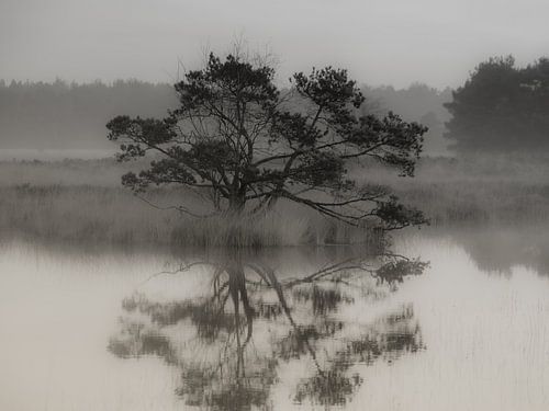 Lone Tree Steenhaarsplassen