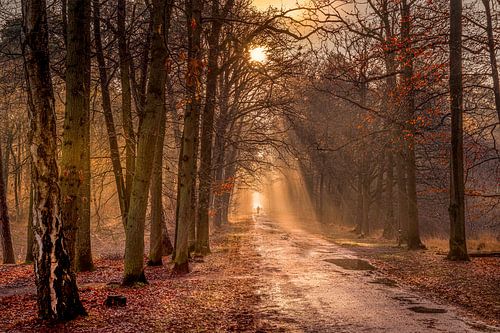 Solar harps in the Oisterwijkse Vennen and Bossen
