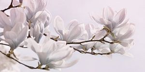 Magnolie