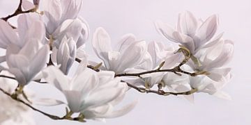 Magnolia van Violetta Honkisz