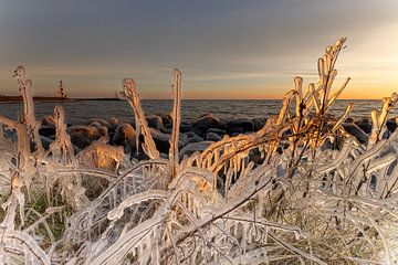 Frozen reeds and plants along the IJsselmeer at sunrise