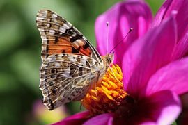 Butterfly sur Thomas Jäger