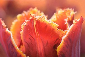 Close up van een tulp van John Leeninga