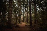 Winters groen met bruin wandelpad door het bos