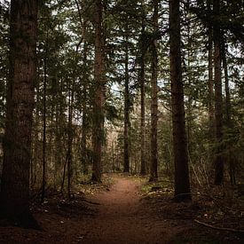 Wintergrün mit braunem Wanderweg durch den Wald von Holly Klein Oonk