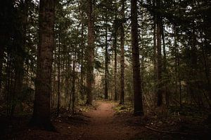 Winters groen met bruin wandelpad door het bos van Holly Klein Oonk