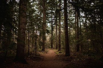 Wintergrün mit braunem Wanderweg durch den Wald von Holly Klein Oonk