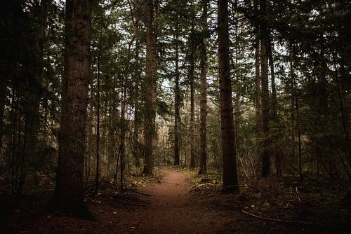 Winters groen met bruin wandelpad door het bos van Holly Klein Oonk